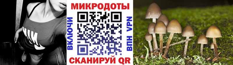 Псилоцибиновые грибы Psilocybe  Сергач 